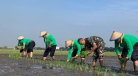 Caption. Kepala Staf Kodim 0819/Pasuruan Mayor Inf Teguh Heri Wigyono bersama petani saat menanam Padi di sawah