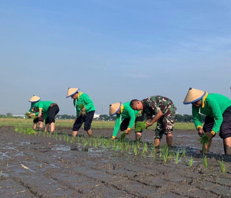 Caption. Kepala Staf Kodim 0819/Pasuruan Mayor Inf Teguh Heri Wigyono bersama petani saat menanam Padi di sawah