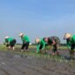 Caption. Kepala Staf Kodim 0819/Pasuruan Mayor Inf Teguh Heri Wigyono bersama petani saat menanam Padi di sawah