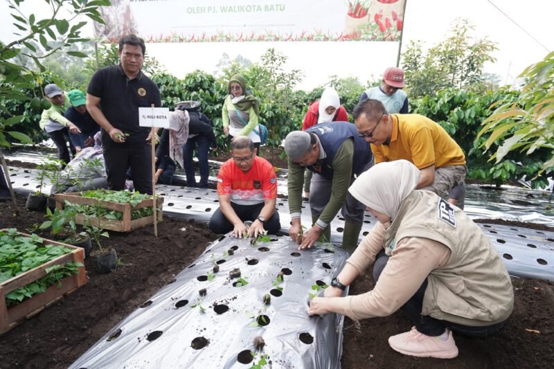 Foto : PJ Walikota Batu Aries Agung Paewai bersama Tim TPID Kota Batu saat lakukan penanaman 1500 bibit cabai di Desa Tulungrejo