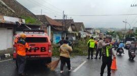 Foto : Proses evakuasi pohon tumbang akibat angin kencang di Kota Batu