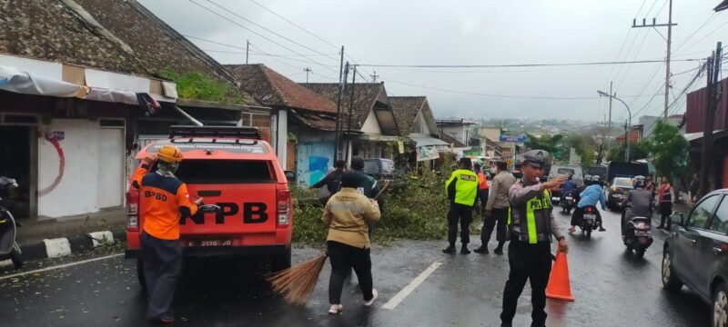 Foto : Proses evakuasi pohon tumbang akibat angin kencang di Kota Batu