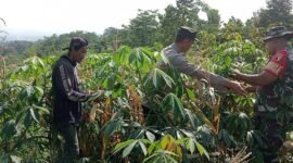Keterangan: Sinergi Bhabinkamtibmas, Babinsa dan Pemdes Berbuah Manis 