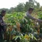 Keterangan: Sinergi Bhabinkamtibmas, Babinsa dan Pemdes Berbuah Manis 