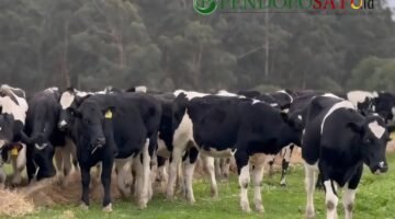 Wacanakan Datangkan 1.070 Sapi FH Australia, Nawasena Perkuat Ekonomi Peternakan Pasuruan