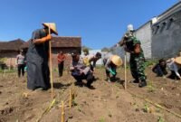 Santri, polisi, dan TNI tanam jagung bareng, dorong pesantren jadi pusat ketahanan pangan.