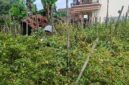 Ket foto. Suhartini petani cabe yang tidak memanen  hasil panen cabe karena harga anjlok
