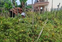 Ket foto. Suhartini petani cabe yang tidak memanen  hasil panen cabe karena harga anjlok
