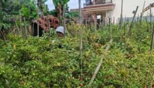 Ket foto. Suhartini petani cabe yang tidak memanen  hasil panen cabe karena harga anjlok

