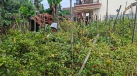 Ket foto. Suhartini petani cabe yang tidak memanen  hasil panen cabe karena harga anjlok
