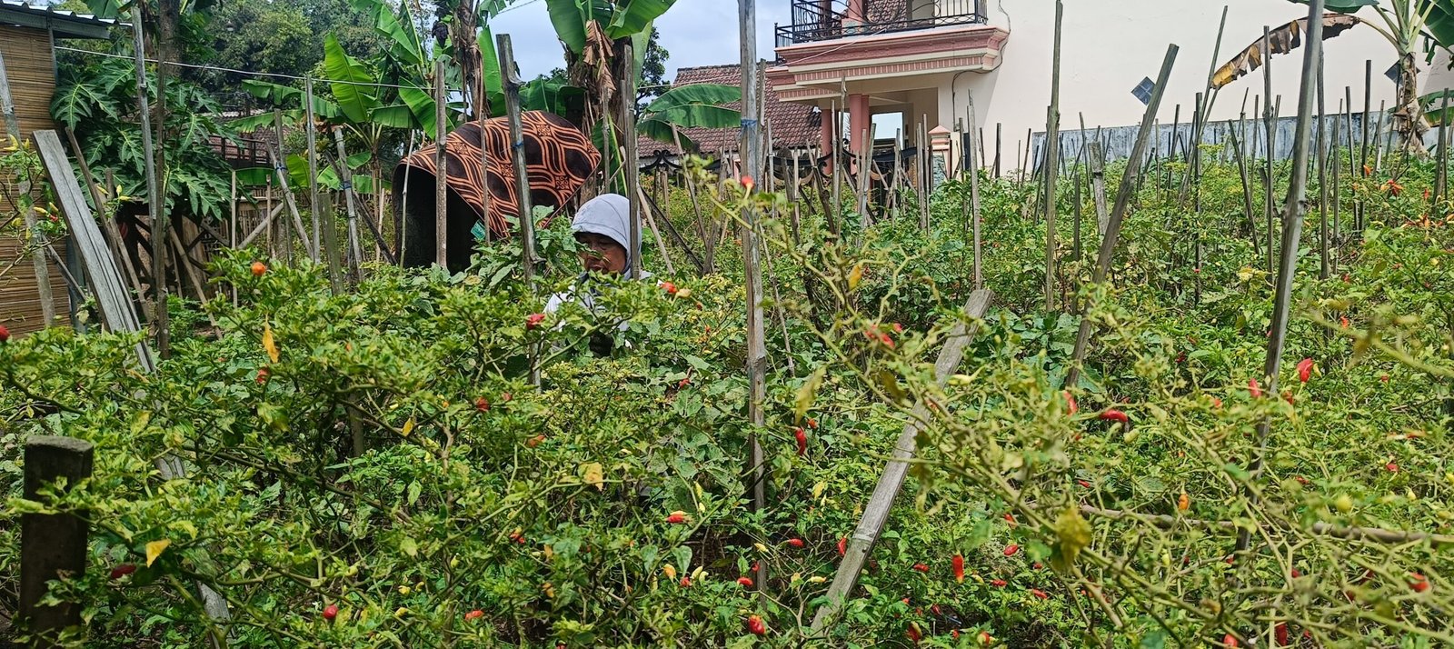 Harga Cabai Anjlok, Petani di Tumpang Malang Menjerit: Obat Mahal, Cabe Murah IMG20250911093805