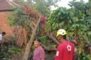 Ket foto. Tampak pohon tumbang yang menimpa rumah warga 