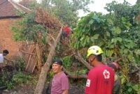 Ket foto. Tampak pohon tumbang yang menimpa rumah warga