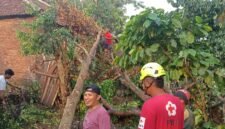 Ket foto. Tampak pohon tumbang yang menimpa rumah warga 