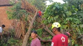 Ket foto. Tampak pohon tumbang yang menimpa rumah warga 