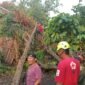 Ket foto. Tampak pohon tumbang yang menimpa rumah warga 