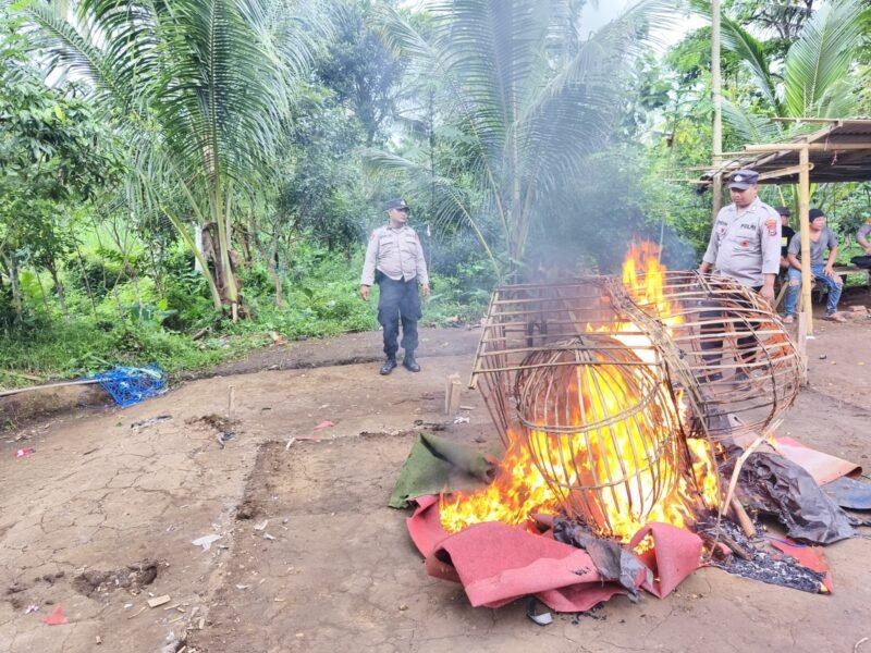 Ket foto. Jajaran Kepolisian Resor Malang saat membakar perjudian sabung ayam di Dusun Purwodadi, Desa Bumirejo Dampit 