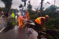 Ket foto. Petugas gabungan saat melakukan mengevakuasi pohon tumbang yang menghalangi jalan 