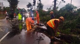 Ket foto. Petugas gabungan saat melakukan mengevakuasi pohon tumbang yang menghalangi jalan 