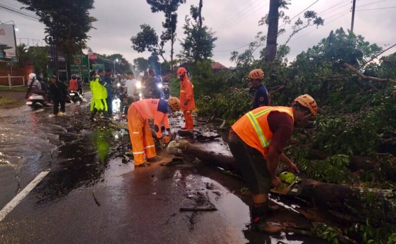 Ket foto. Petugas gabungan saat melakukan mengevakuasi pohon tumbang yang menghalangi jalan 