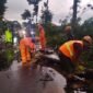 Ket foto. Petugas gabungan saat melakukan mengevakuasi pohon tumbang yang menghalangi jalan 