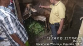 Ket foto. Kasus Penyakit Mulut dan Kuku (yang terjadi di wilayah Kecamatan Wonorejo Kabupaten Pasuruan