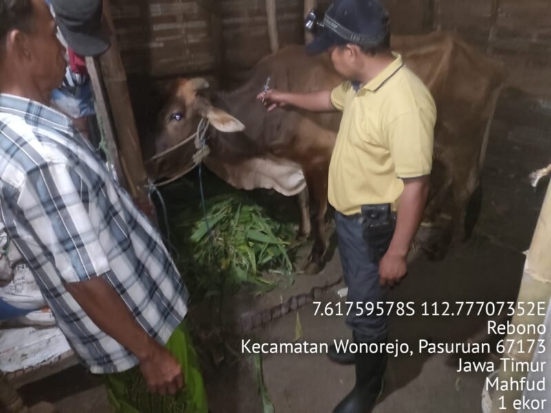Ket foto. Kasus Penyakit Mulut dan Kuku (yang terjadi di wilayah Kecamatan Wonorejo Kabupaten Pasuruan