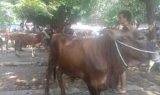 berita-pilihan-foto