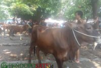 Kondisi Pasar Hewan Pandaan Kabupaten Pasuruan (Foto: Abdullah Pendoposatu)