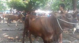 Kondisi Pasar Hewan Pandaan Kabupaten Pasuruan (Foto: Abdullah Pendoposatu)