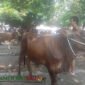 Kondisi Pasar Hewan Pandaan Kabupaten Pasuruan (Foto: Abdullah Pendoposatu)