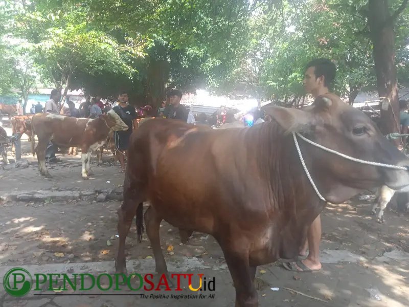 Kondisi Pasar Hewan Pandaan Kabupaten Pasuruan (Foto: Abdullah Pendoposatu)