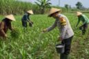 Bhabinkamtibmas Kelurahan Buring, Polsek Kedungkandang, Polresta Malang Kota, Aiptu Suwandi