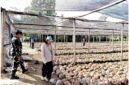 Tim Irjen Kementan Saat Monitoring Dan Audit Produksi Benih Kelapa Milik CV. Lang Buana Blitar