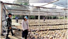 Tim Irjen Kementan Saat Monitoring Dan Audit Produksi Benih Kelapa Milik CV. Lang Buana Blitar
