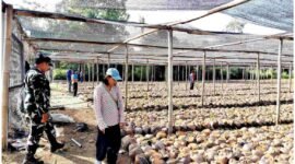 Tim Irjen Kementan Saat Monitoring Dan Audit Produksi Benih Kelapa Milik CV. Lang Buana Blitar