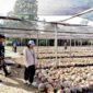 Tim Irjen Kementan Saat Monitoring Dan Audit Produksi Benih Kelapa Milik CV. Lang Buana Blitar