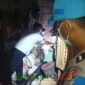 Petugas kepolisian sedang mengevakuasi korban kesetrum (Foto: Boby pendoposatu.id)