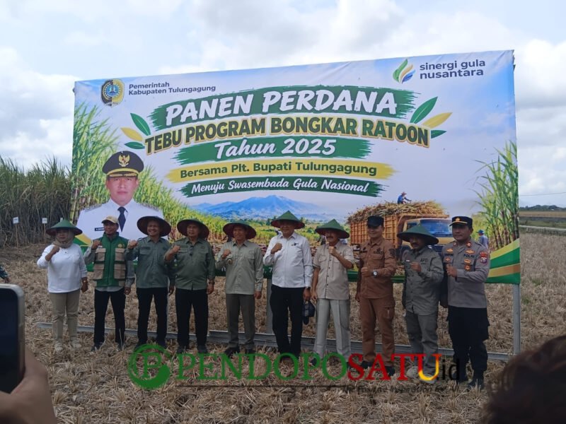 Plt. Bupati Tulungagung, Ahmad Baharudin bersama stakeholder saat panen tebu perdana program bongkar ratoon (Foto: Hanik pendoposatu.id)
