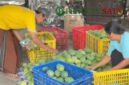 Petani Mangga alpukat, Sugiono saat panen (Foto: bgs pendoposatu.id)