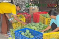 Petani Mangga alpukat, Sugiono saat panen (Foto: bgs pendoposatu.id)