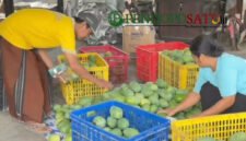 Petani Mangga alpukat, Sugiono saat panen (Foto: bgs pendoposatu.id)