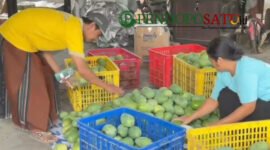 Petani Mangga alpukat, Sugiono saat panen (Foto: bgs pendoposatu.id)