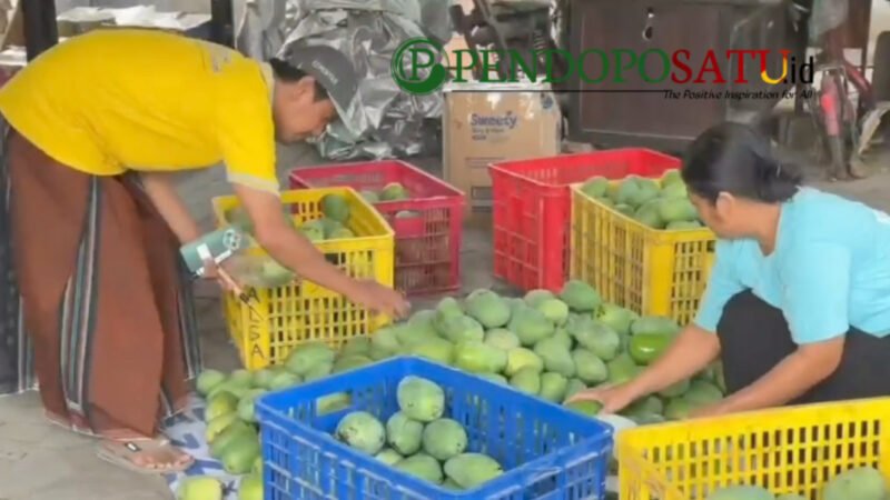 Petani Mangga alpukat, Sugiono saat panen (Foto: bgs pendoposatu.id)