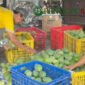 Petani Mangga alpukat, Sugiono saat panen (Foto: bgs pendoposatu.id)