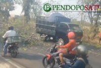 Pohon tumbang di jalan Insinyur Juanda, Kelurahan Kepel, Kecamatan Bugul Kidul kota Pasuruan (Foto: Abdullah pendoposatu.id)