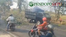 Pohon tumbang di jalan Insinyur Juanda, Kelurahan Kepel, Kecamatan Bugul Kidul kota Pasuruan (Foto: Abdullah pendoposatu.id)