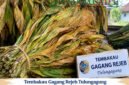 tembakau lokal Tulungagung (Foto: Hanik pendoposatu.id)