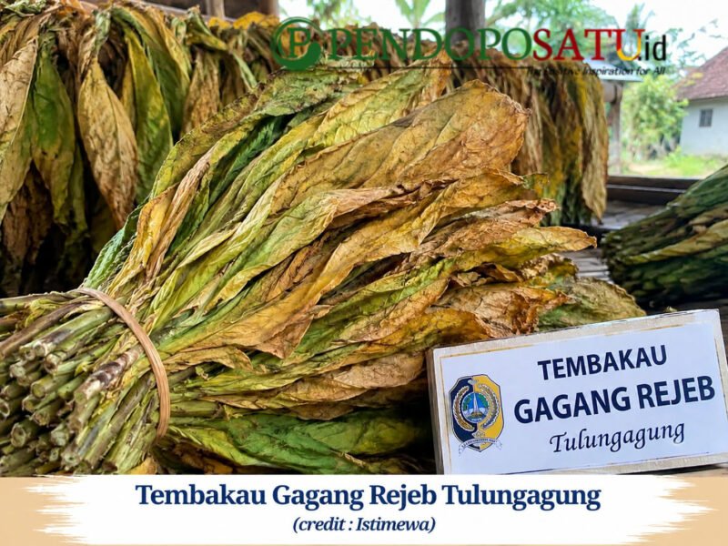 tembakau lokal Tulungagung (Foto: Hanik pendoposatu.id)