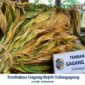 tembakau lokal Tulungagung (Foto: Hanik pendoposatu.id)